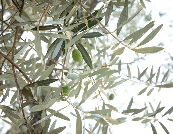 The Refinery Urban Suites Heraklion Crete 324897736